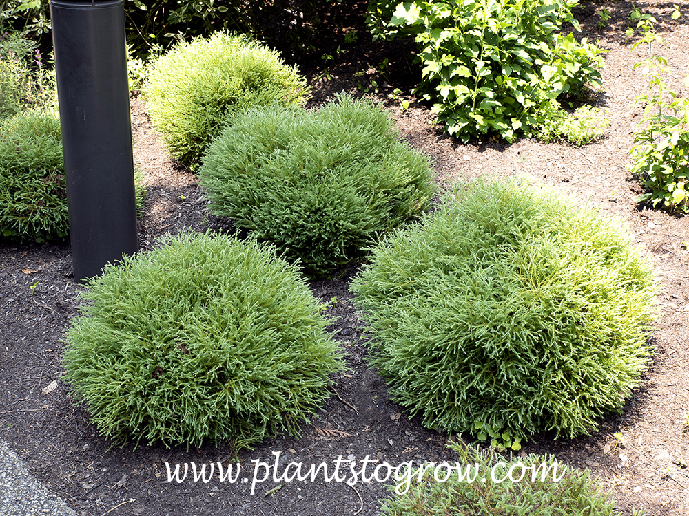 Pancake Arborvitae (Thuja occidentalis Concesarini) Plants To Grow